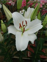 [4350 Mandaro VWS No02.JPG]